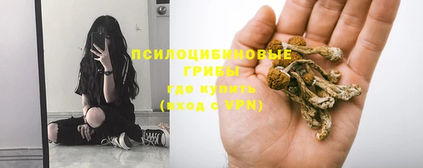 прущие грибы Богородицк